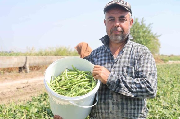 PROTEİN VE LİF BAKIMINDAN ZENGİN OLAN LÜBYEDE HASAT BAŞLADI