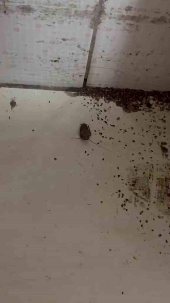 HAMAM BÖCEĞİ VE SİGARA İZMARİTİNDEN GEÇİLMEYEN FIRINDA MİDE BULANDIRAN GÖRÜNTÜLER