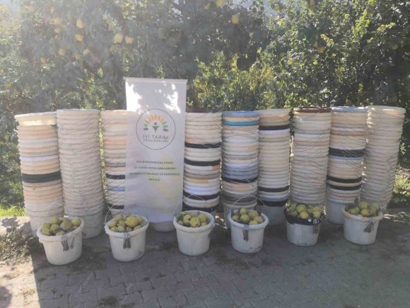 KAHRAMANMARAŞ’TA AYVA ÜRETİCİLERİNE HASAT DESTEĞİ