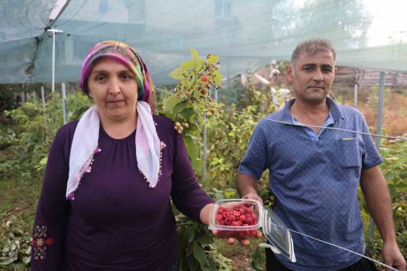 SAİMBEYLİ’DE İLK KEZ YETİŞTİRDİ, KİLOSUNU 500 LİRADAN SATIYOR