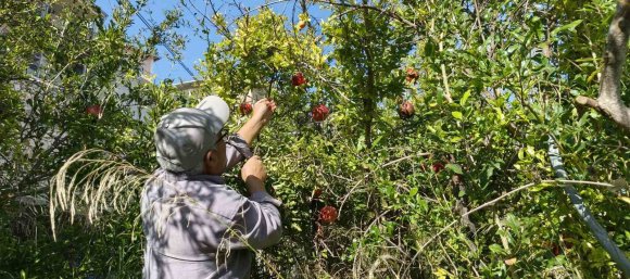 MERSİN’DE KAZANLAR KURULDU, YÖRÜKLERİN NAR EKŞİSİ MESAİSİ BAŞLADI