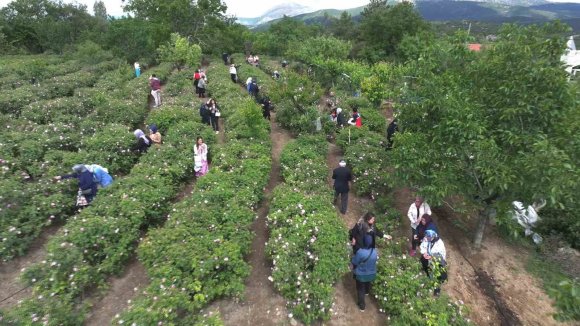 GÜL ÇİÇEĞİ TABAN FİYATI 95 LİRA OLARAK BELİRLENDİ