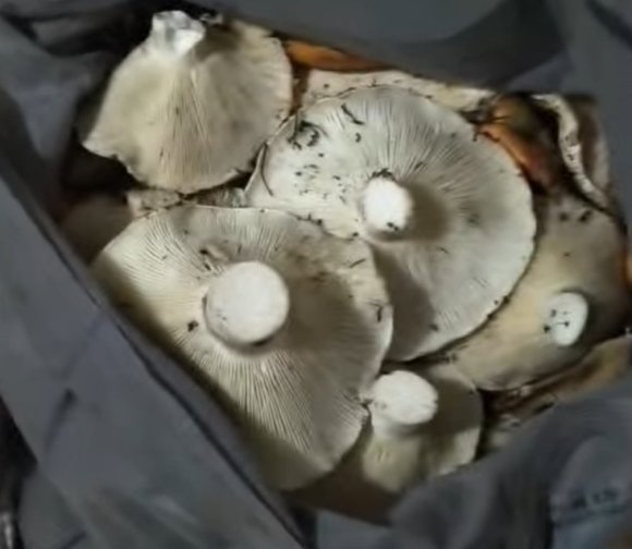 ANDIRIN DAĞLARI MANTARLARLA DOLDU
