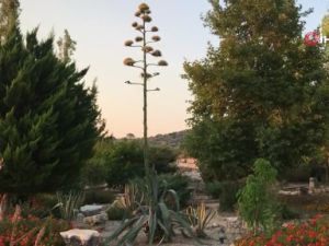 Agave bitkisi Likya’nın başkentinde çiçek açtı