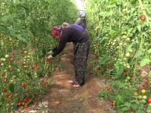 Antalyada güz dönemi domates hasadı başladı