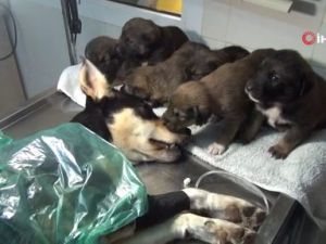 Yavruları, tüfekle vurulan av köpeğinin başından ayrılmadı