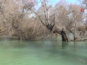 Şelaledeki su seviyesi yükselince iki kedi ağaçta mahsur kaldı