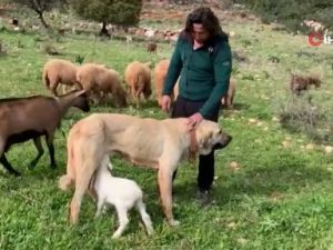 Çoban köpeğinden ders gibi vefa örneği