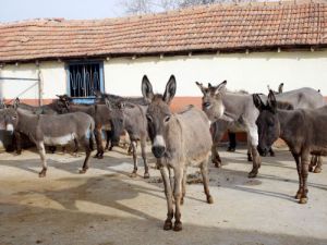 Turizm sektörünü bıraktı, eşek sütü üretimine başladı