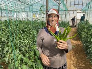 Antalya'da kahvaltılık biber hasadı başladı