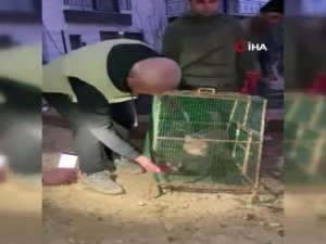 Kümese giren Karakulak, doğa koruma ekiplerini harekete geçirdi