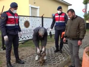 Avcıların vurduğu şahin otelin tenis kortunda yaralı halde bulundu