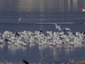 Ocak ayında 298 bin 445 adet su kuşu tespit edildi