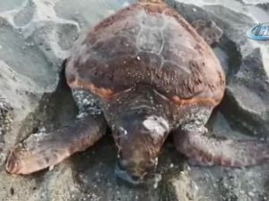 Caretta caretta Alanya sahiline vurdu