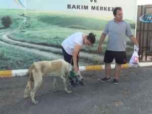 Antalya’da çoban köpeği tabanca ile vuruldu