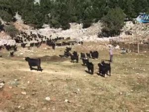 Ne taşımalı sistem ne yaylada çobanlık engel olabildi