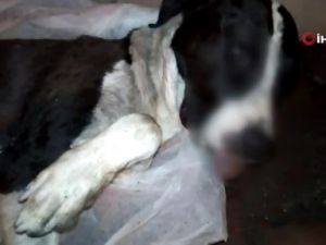 Ölen köpeğinin başında gözyaşı döktü