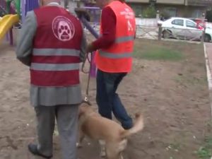 Patileri kesilen köpeği öldüreni ihbar edene para ödülü