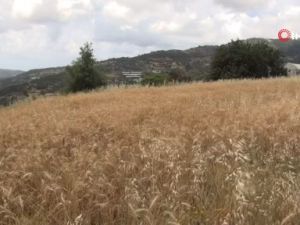 Türkiye'nin ilk buğday hasadı Antalya'dan